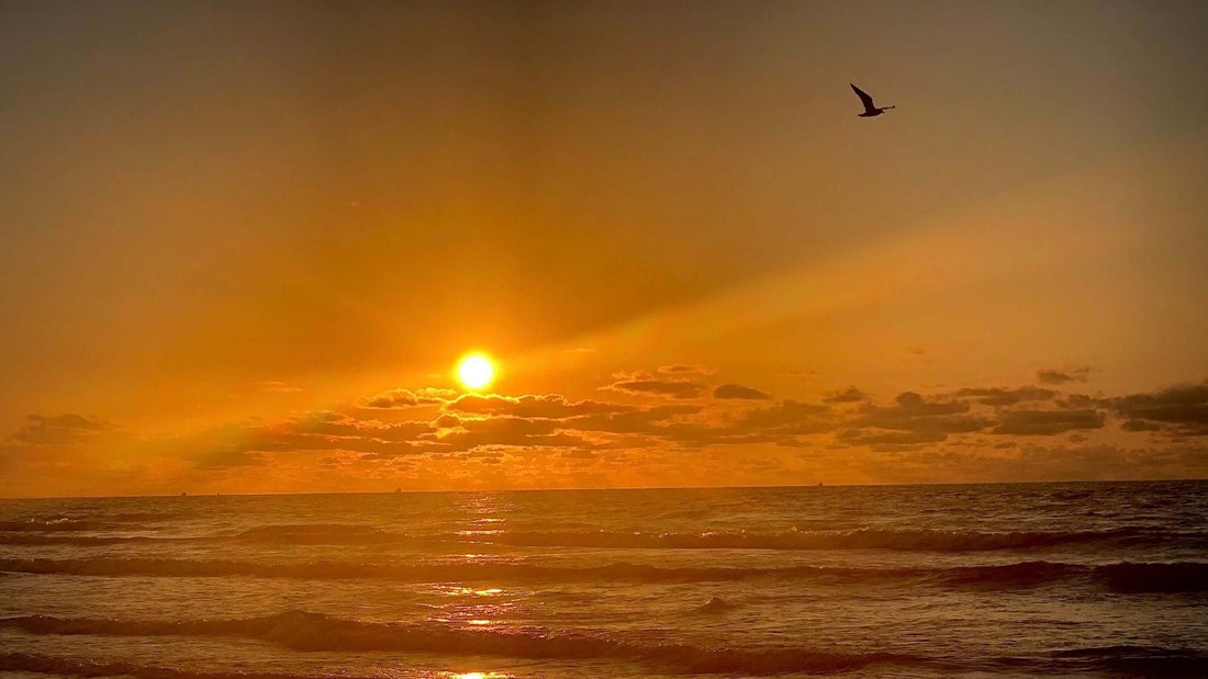 Sunset over the Gulf Coast in Galveston, Texas with waves and a bird flying above the water