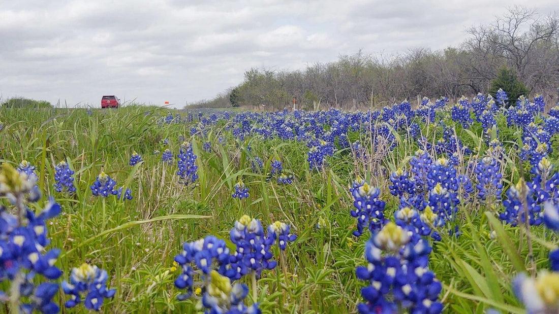 Scenic Hill Country landscape near Austin with bluebonnets